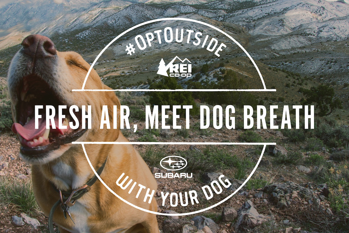 #MakeADogsDay Initiative
